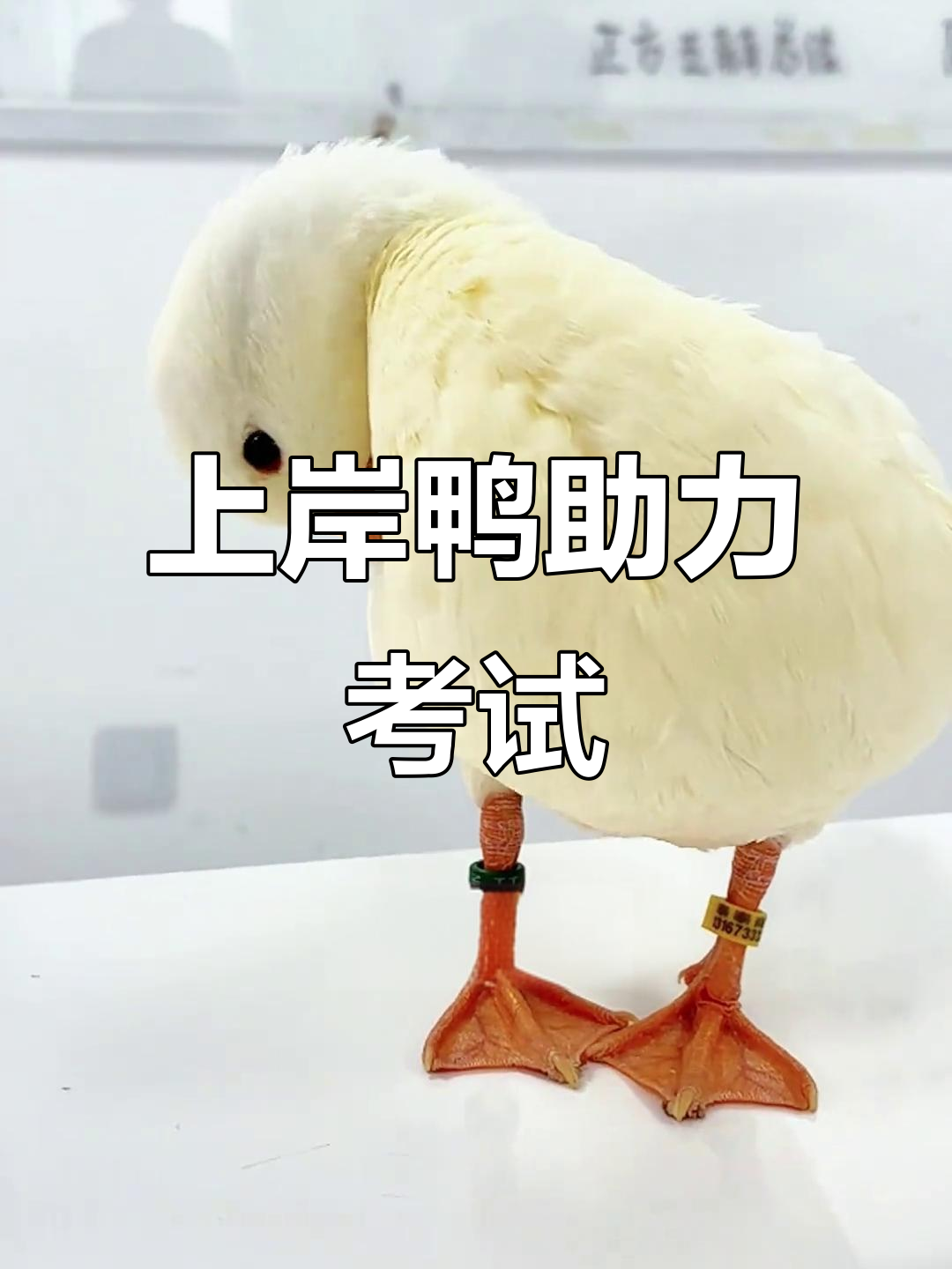 看到这只鸭子,国省考轻松上岸!