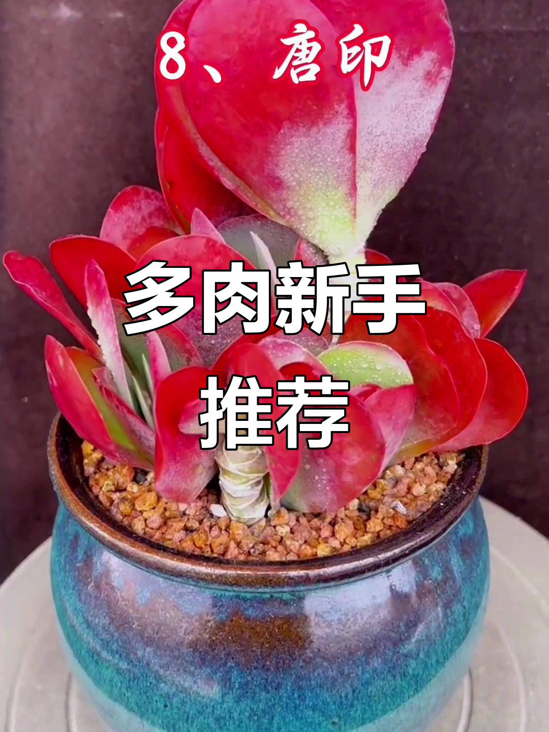 适合新手的多肉植物,轻松养活,快来挑你喜欢的!