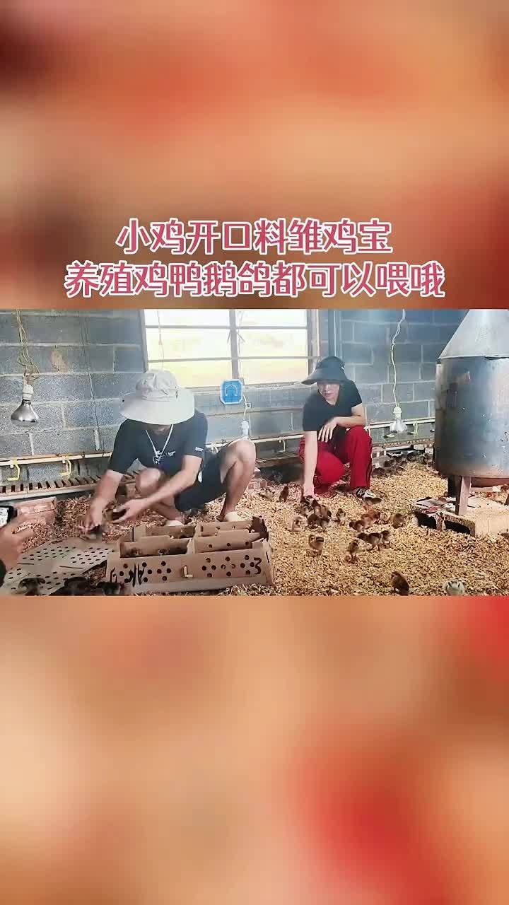 养殖 养鸡 农村散养土鸡 鸡鸭鹅养殖 小鸡开口料