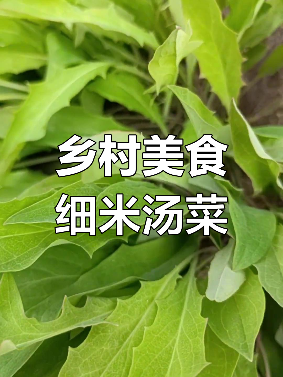 细米汤菜,农村的宝贝植物,挖起来超安逸!