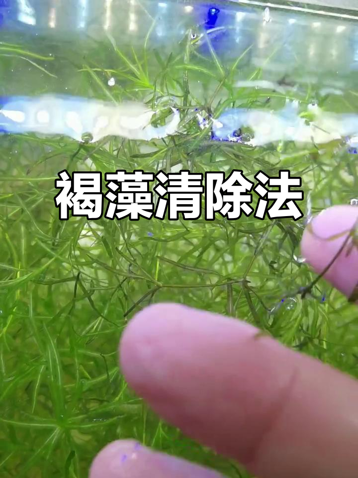 鱼缸长褐藻?清理底砂或放黑壳虾,严重换水重种草