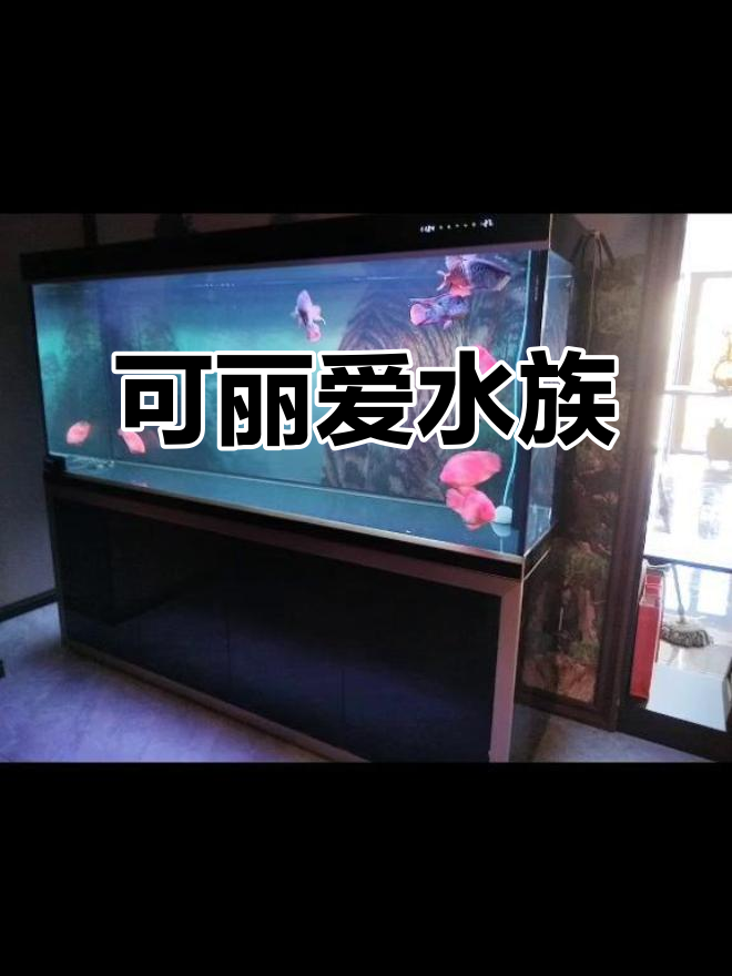 安国市可丽爱水族:17503260060,专业打造健康水生态