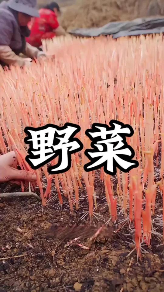这是什么菜好吃吗？