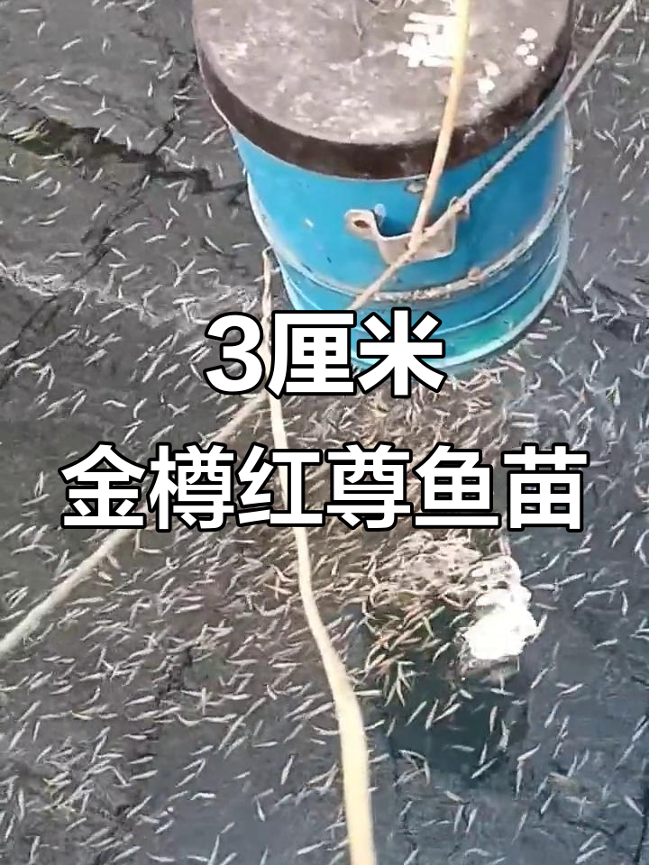 金樽和红尊鱼苗，3厘米规格大批量养殖