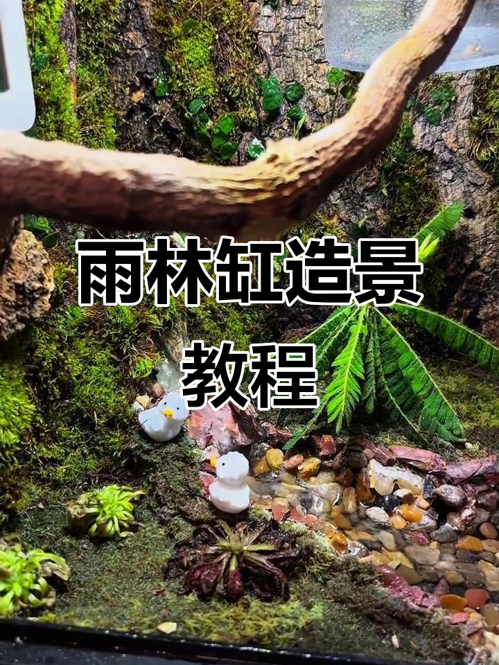 雨林缸造景全攻略,打造溪流景观