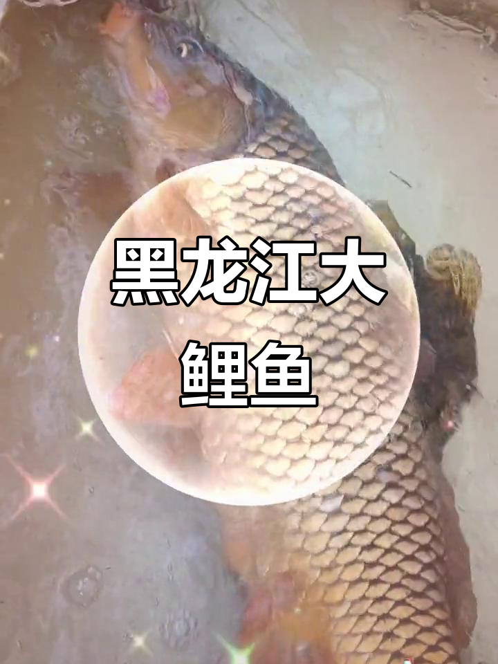 黑龙江野生大鲤鱼,75元一斤,22斤超劲!