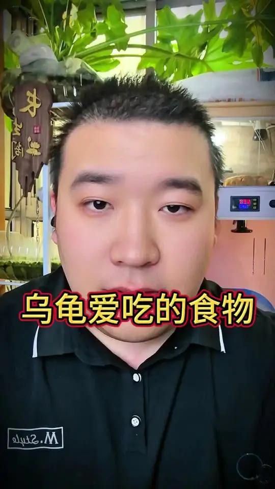 乌龟爱吃哪些食物#乌龟喂食 #养龟日常 #养龟人 #龟宠 #乌龟
