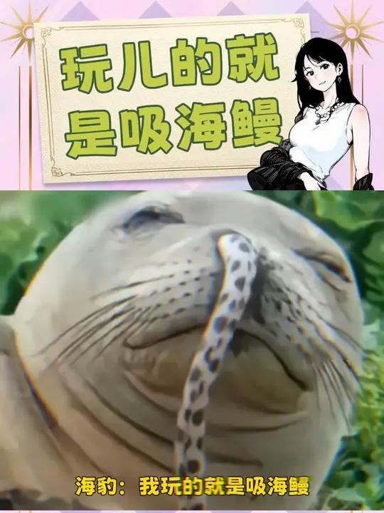 海豹:我玩儿的就是吸海鳗!