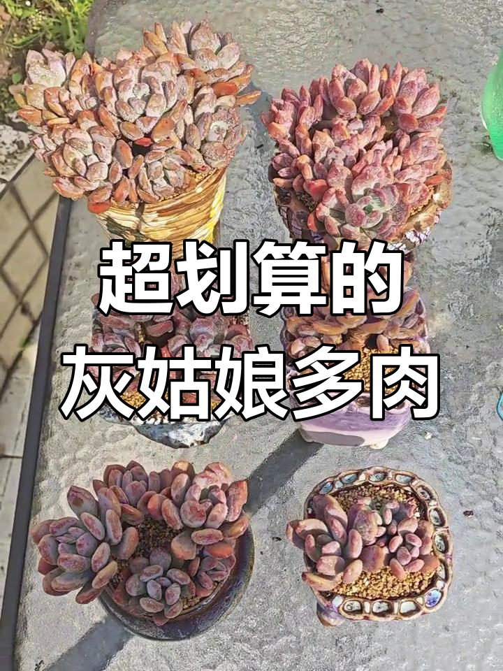 15.8元买6棵灰姑娘多肉,超值粗腿小老桩