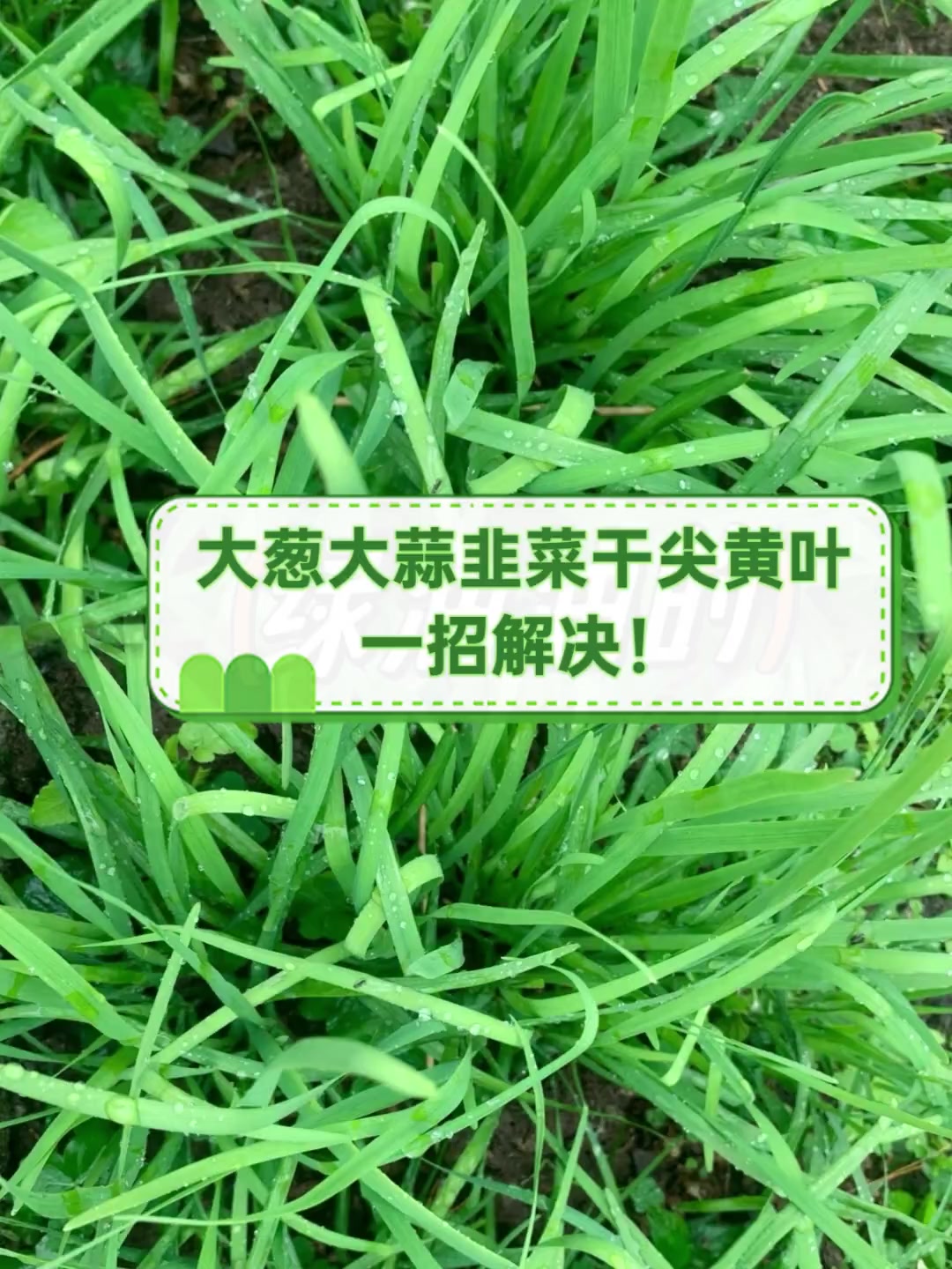 大葱大蒜韭菜干尖黄叶,一招解决!