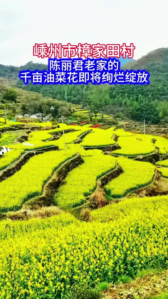 嵊州市樟家田村，陈丽君老家的千亩油菜花即将绚烂绽放