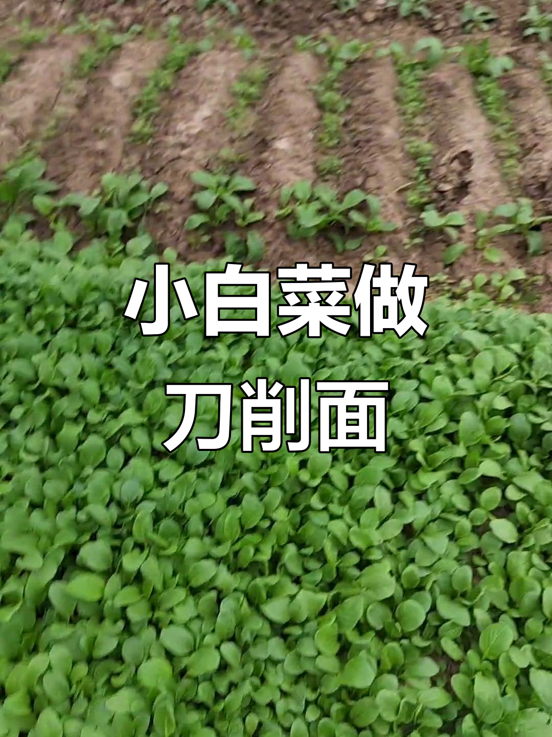 老妈种的小青菜,拔点做刀削面吃,味道超赞!