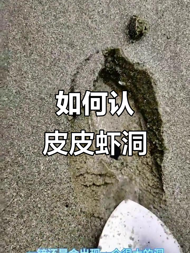 赶海寻宝大揭秘:如何辨别皮皮虾洞口,真实体验抓捕乐趣