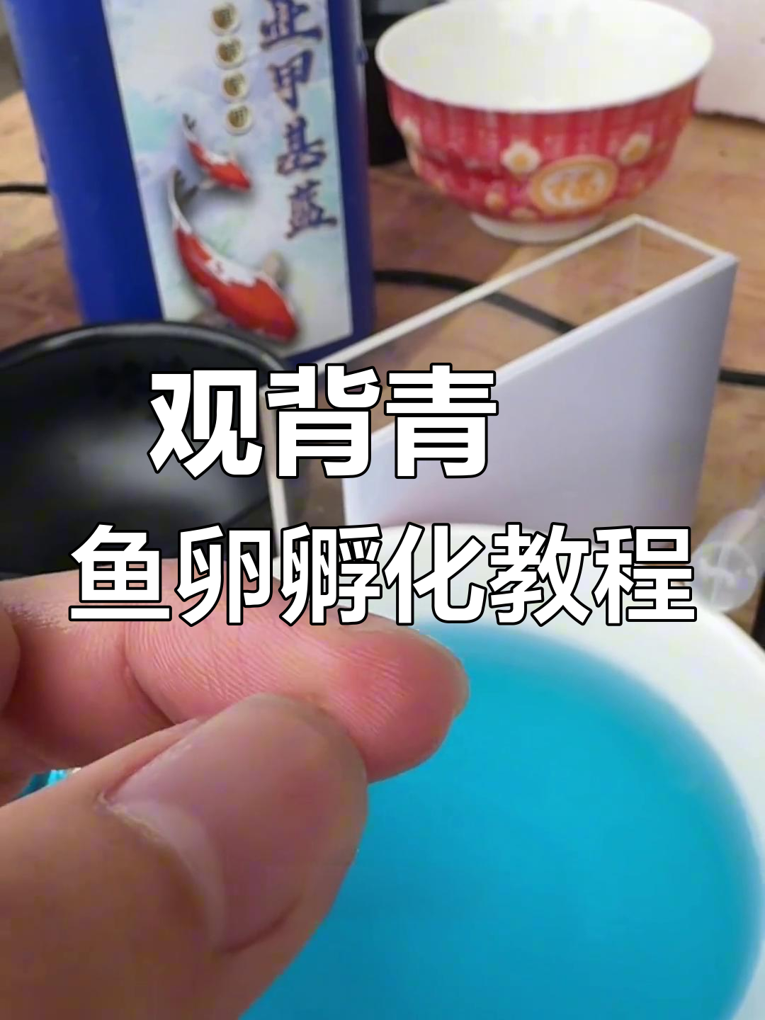 鱼卵孵化技巧大揭秘,如何让观背青鳉快速出苗