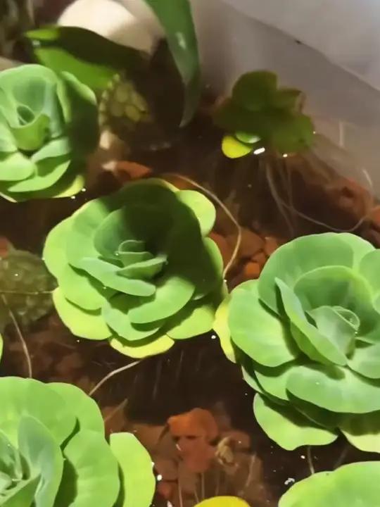 水芙蓉水白菜水培鲜活植物鱼缸龟缸池塘庭院水生绿植净化水质水草好物推荐植物水芙蓉水白菜R