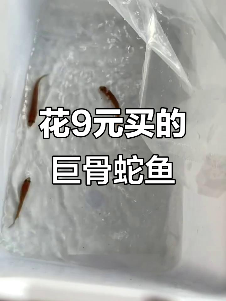 9块9买巨骨舌鱼苗,结果竟然是这样!