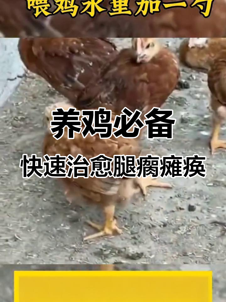 鸡病防治小妙招,轻松解决关节肿大和脚掌问题