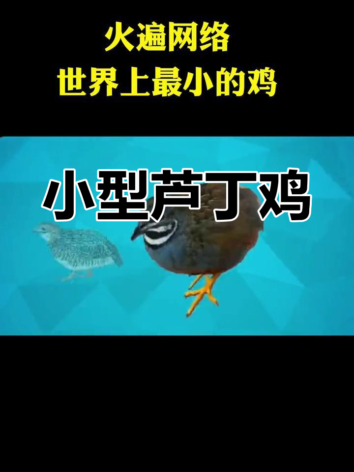 世界上最小的鸡种,营养价值高