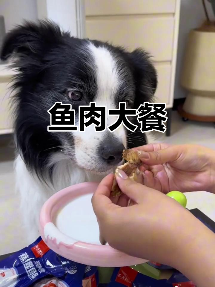 猫咪狗狗都爱,鲣鱼条营养美味,蒸煮更健康!