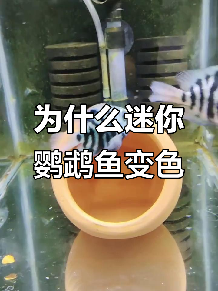 迷你鹦鹉鱼颜色变淡的原因分析