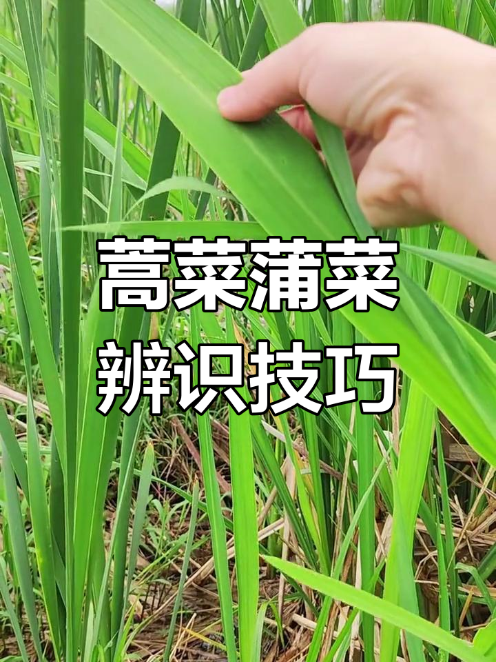 教你轻松辨别蒿菜与蒲菜的差异!