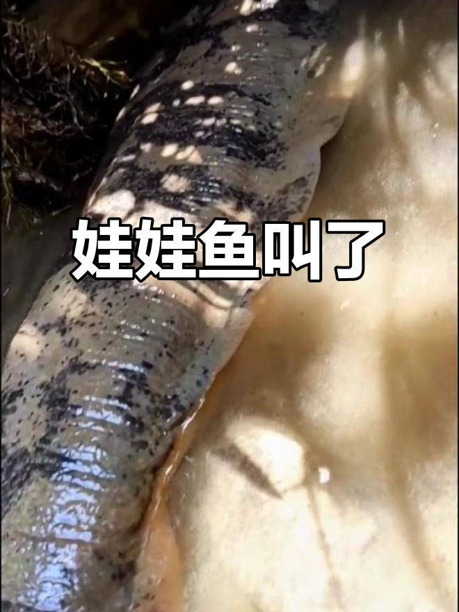 娃娃鱼大叫声，快来看！