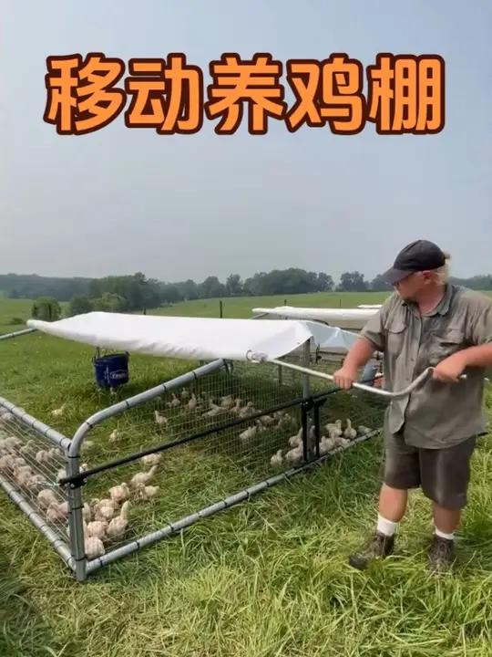 移动式养鸡棚:将散养和圈养结合#养鸡 #移动养鸡场 #科普 #涨知识