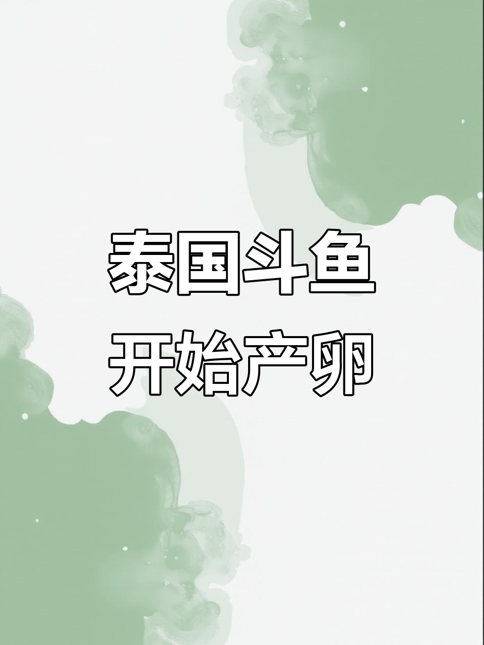 泰国斗鱼繁殖全过程,公母互动细节揭秘