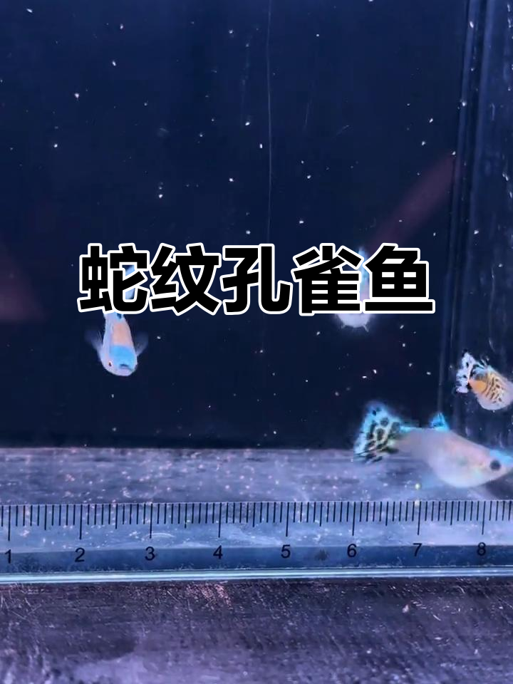 蛇纹蓝头孔雀鱼,热带观赏鱼的魅力展现