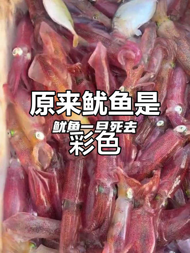 鱿鱼竟然有这么多颜色,活着的它竟然是彩色的!