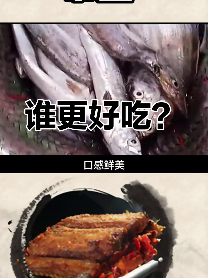舟山与渤海带鱼的口感对比
