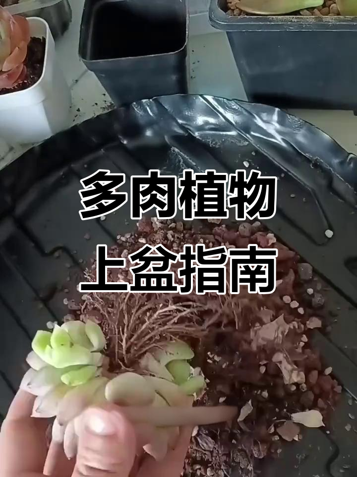 网购多肉植物如何正确上盆?教你种植小技巧