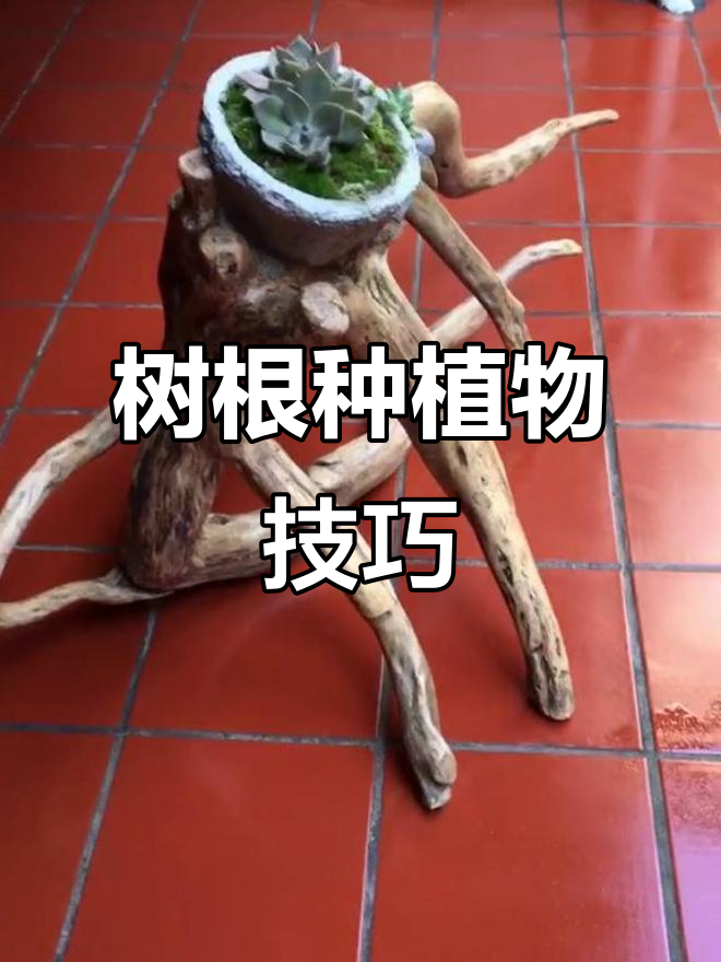 废树根变多肉盆景，创意庭院DIY教程
