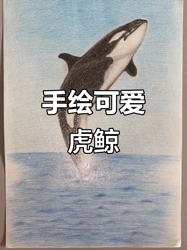 彩铅手绘:虎鲸的生动形象