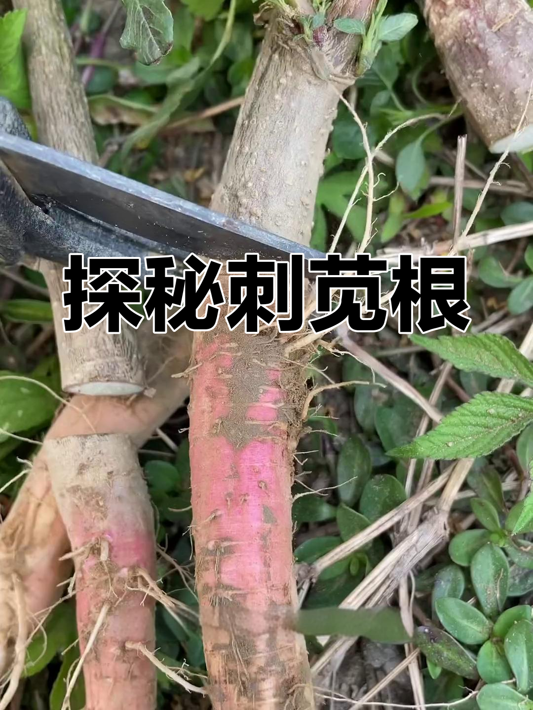刺苋根:土人参的秘密,生命力超乎想象