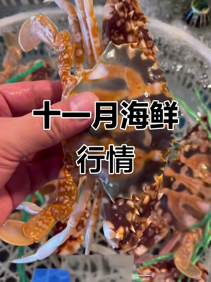 11月海鲜市场大揭秘:花蟹、黑虎虾和东兴斑鱼价格一览