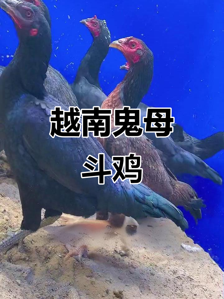 越南鬼母斗鸡文化：纯种果母橙色黑梅花，骨架坚实下蛋中