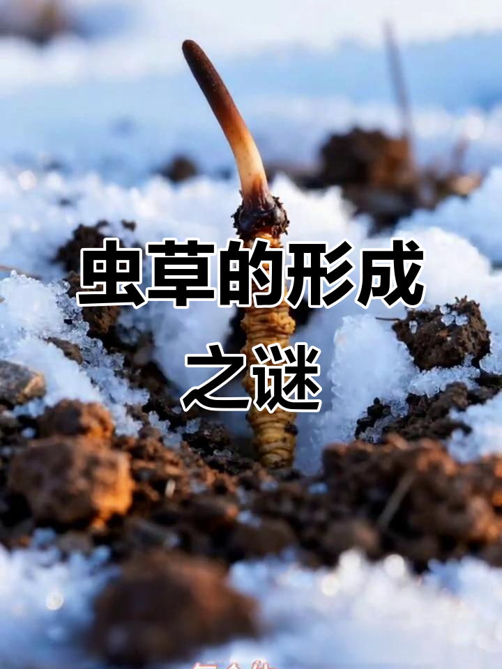虫草是如何形成的?揭秘冬虫夏草的奇特生长过程