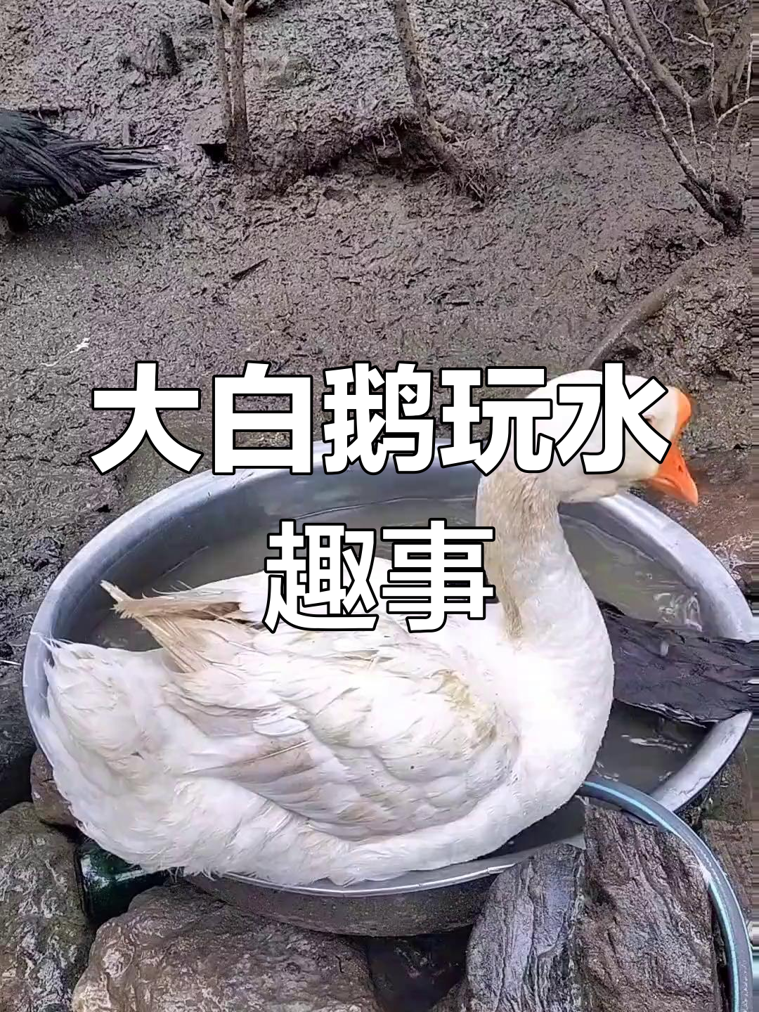 大白鹅水中撒欢,超萌现场实拍