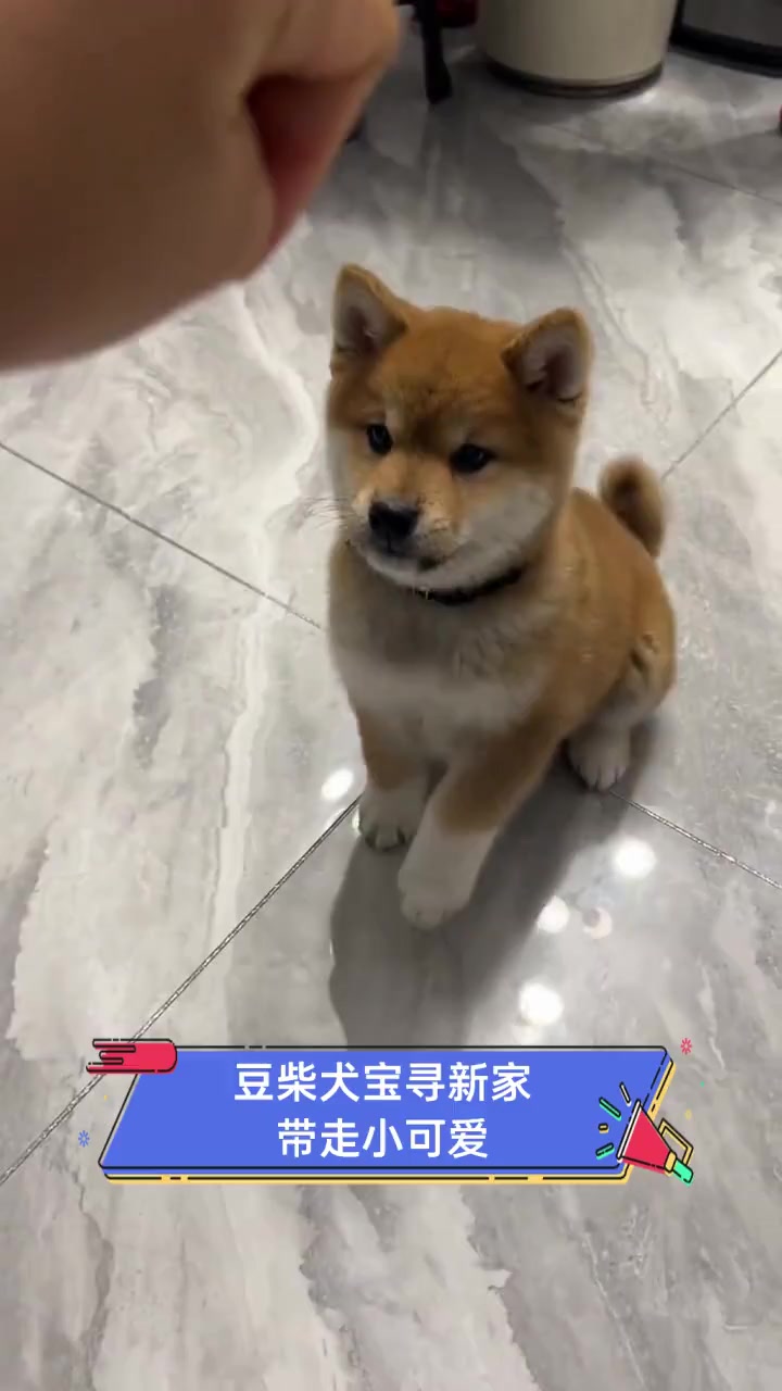 豆柴犬宝寻新家,带走小可爱
