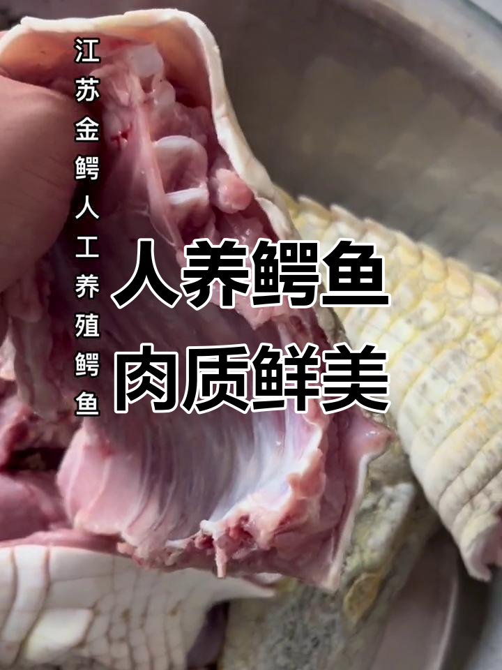人工养殖鳄鱼,新鲜又美味!兴化基地揭秘高端食材的秘密
