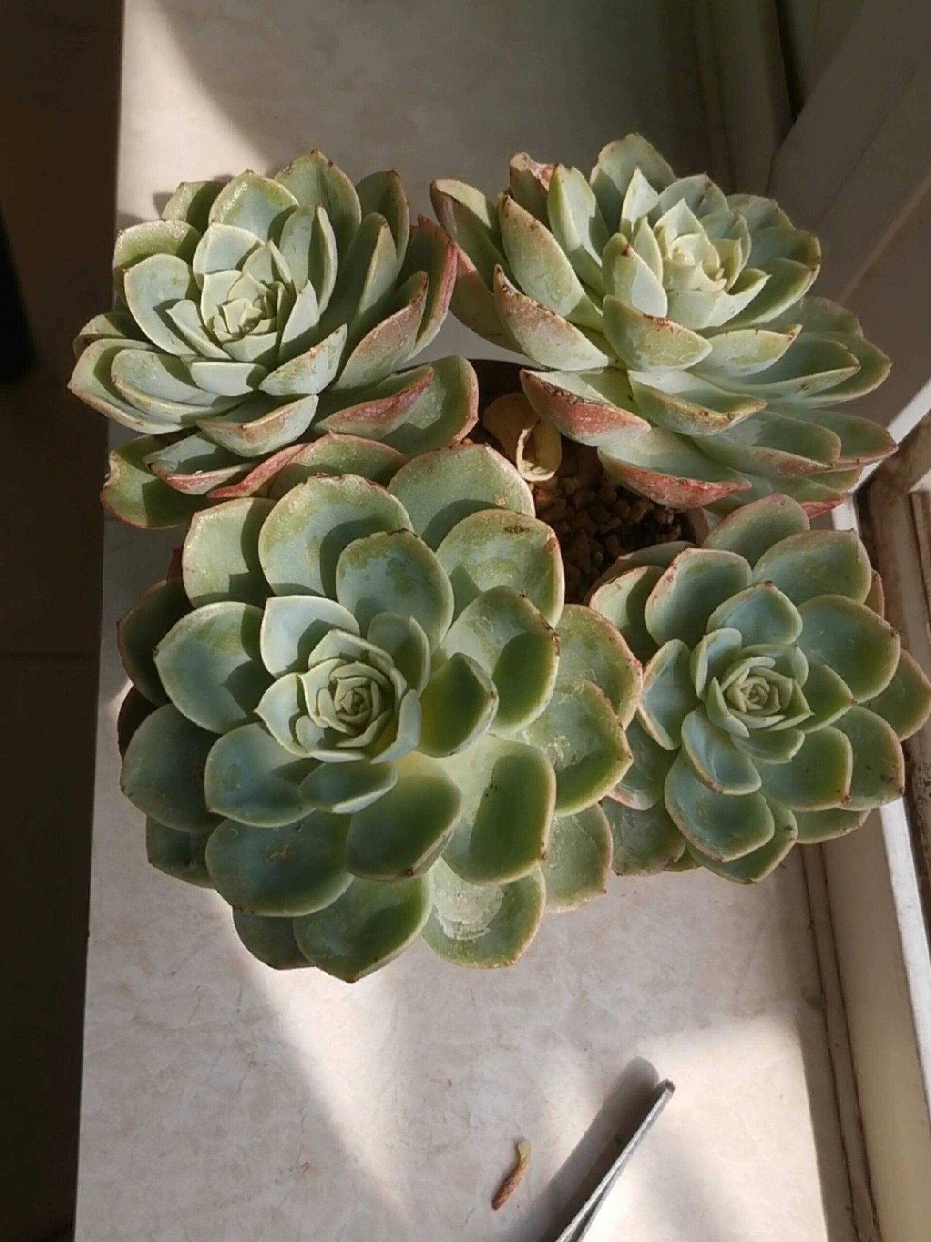 穷养多肉,露养多肉——哈密瓜