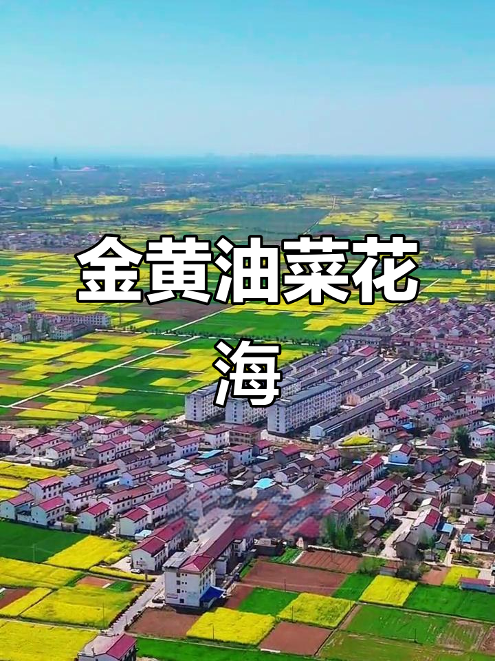 汉中洋县油菜花海，金色海洋中的美丽画卷