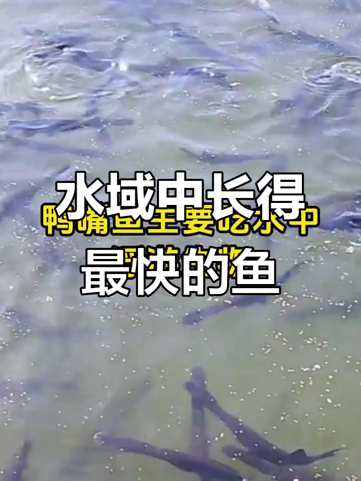 鸭嘴鱼:生长迅速,养殖成本低,适合各种水域