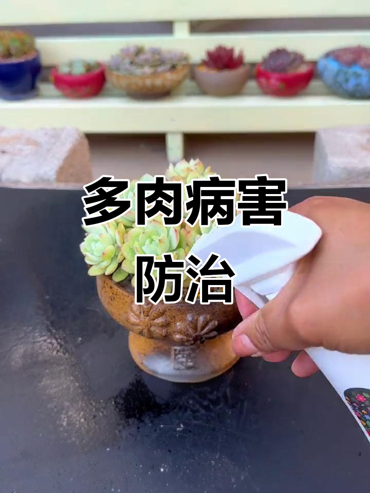多肉生病别慌，掌握五大常见病症轻松应对！