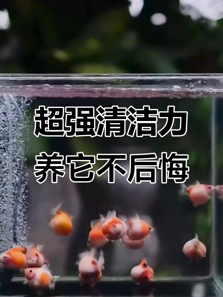 玛丽皮球鱼：超能清洁工，让你的鱼缸焕然一新