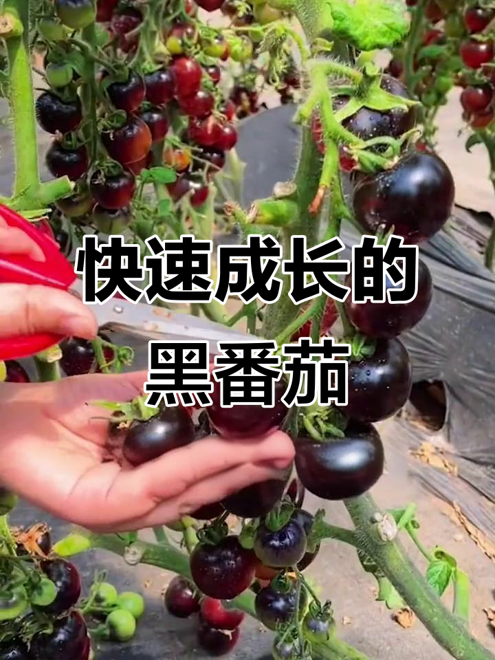 黑番茄苗成活率高,四十天就能开花结果