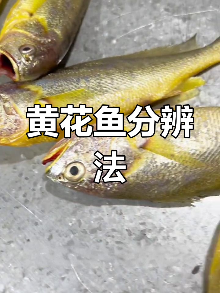 如何辨别黄花鱼是否野生?四个实用技巧