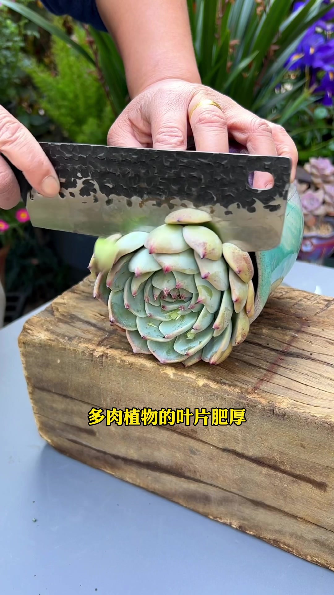 多肉植物