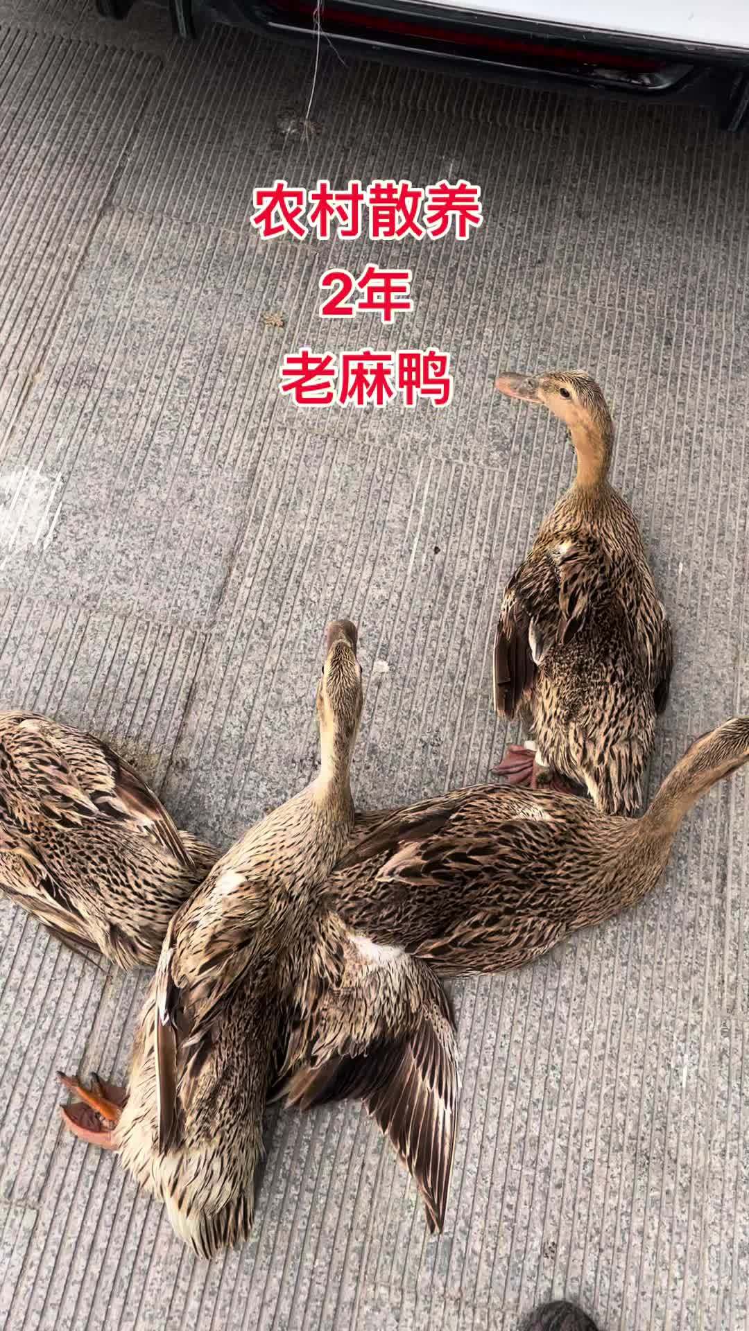 农村老鸭子需要私信12:00开播 老鸭 苏北农村 老鸭汤